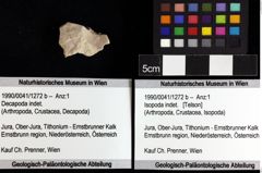 Foto (Objket + Etiketten) von Isopoda indet. 